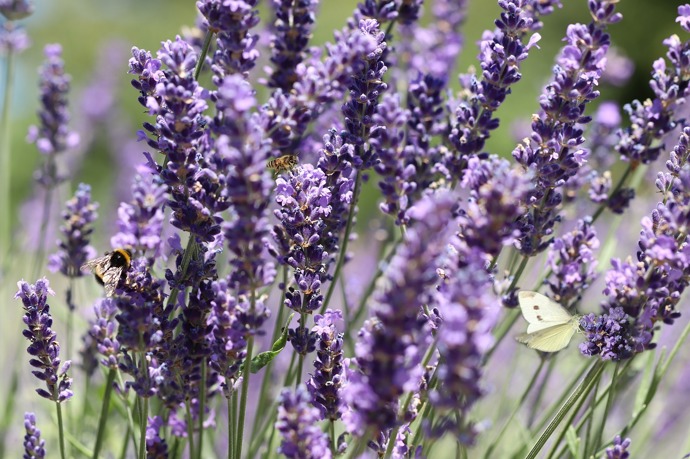 Levandule se hodí například v kuchyni i aromaterapii.
Levandule se hodí například v kuchyni i aromaterapii.