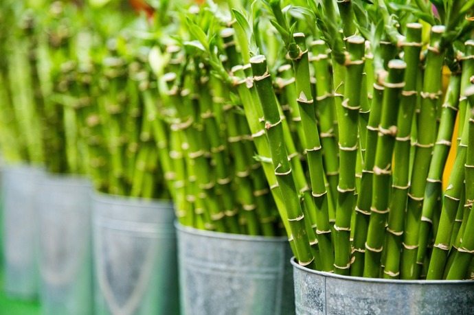 Happy Bamboo, tedy Šťastný Bambus.
Happy Bamboo, tedy Šťastný Bambus.