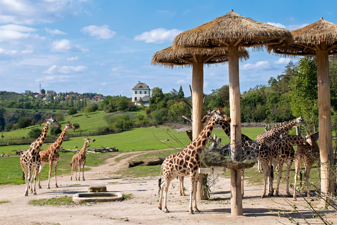Zoo Praha
