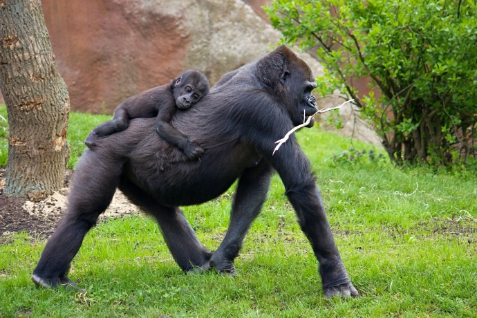 Zoo Praha

