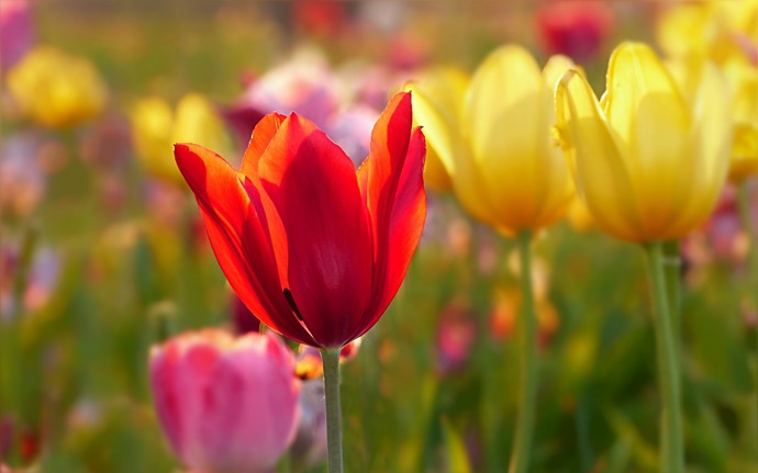 Tulipány nabízí nepřeberné množství barev.
Tulipány nabízí nepřeberné množství barev.