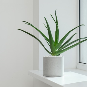 Aloe vera se dobře adaptuje na vlhké prostředí. Pokud by jí ale přestalo svědčit, stačí ji na nějaký čas přesunout na suché a mírně slunné místo a po zotavení vrátit. 
