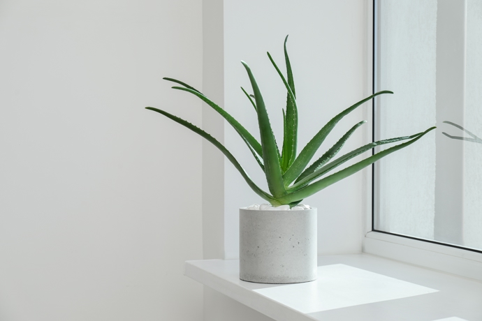 Aloe vera se dobře adaptuje na vlhké prostředí. Pokud by jí ale přestalo svědčit, stačí ji na nějaký čas přesunout na suché a mírně slunné místo a po zotavení vrátit.
Aloe vera se dobře adaptuje na vlhké prostředí. Pokud by jí ale přestalo svědčit, stačí ji na nějaký čas přesunout na suché a mírně slunné místo a po zotavení vrátit.