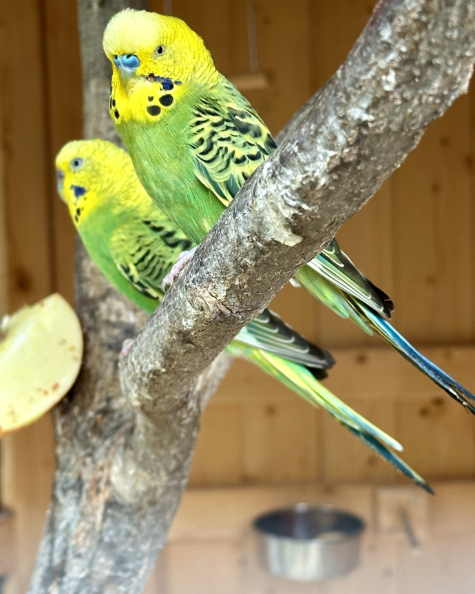 V teplické botanické zahradě můžete vidět i ptáčky
V teplické botanické zahradě můžete vidět i ptáčky