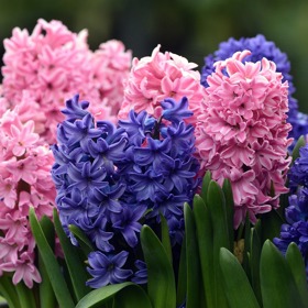 Hyacinty.

