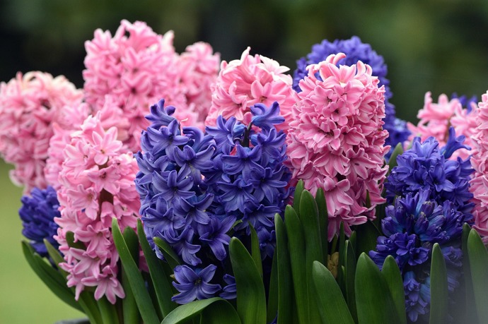 Hyacinty.
Hyacinty.
