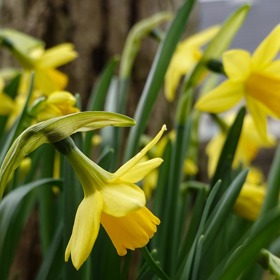 Narcisky.
