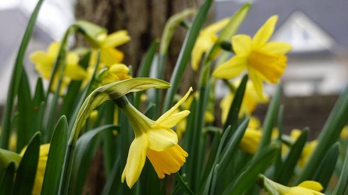 Narcisky.
Narcisky.
