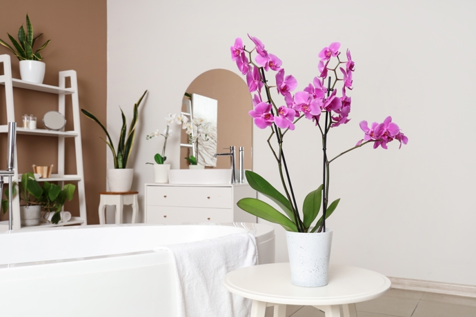 Koupelna svědčí i orchidejím, protože mají rády vlhký vzduch a rosení. Jsou však náročné na světlo.
Koupelna svědčí i orchidejím, protože mají rády vlhký vzduch a rosení. Jsou však náročné na světlo.