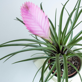 Tilandsie jsou atraktivní s květem i bez něj. Vyžadují podobnou péči jako orchideje, tedy nikoli zálivku, ale rosení.
