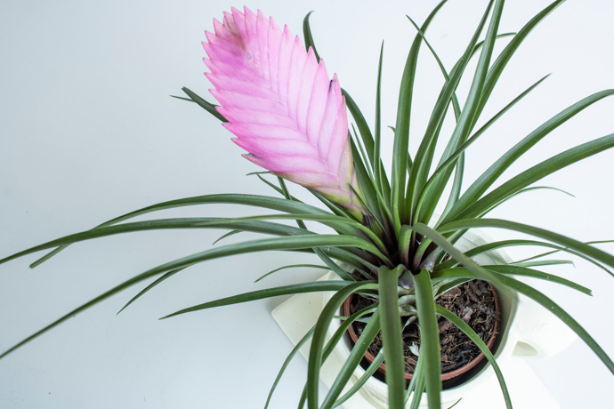 Tilandsie jsou atraktivní s květem i bez něj. Vyžadují podobnou péči jako orchideje, tedy nikoli zálivku, ale rosení.
Tilandsie jsou atraktivní s květem i bez něj. Vyžadují podobnou péči jako orchideje, tedy nikoli zálivku, ale rosení.