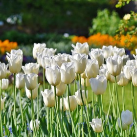 Tulipány.
