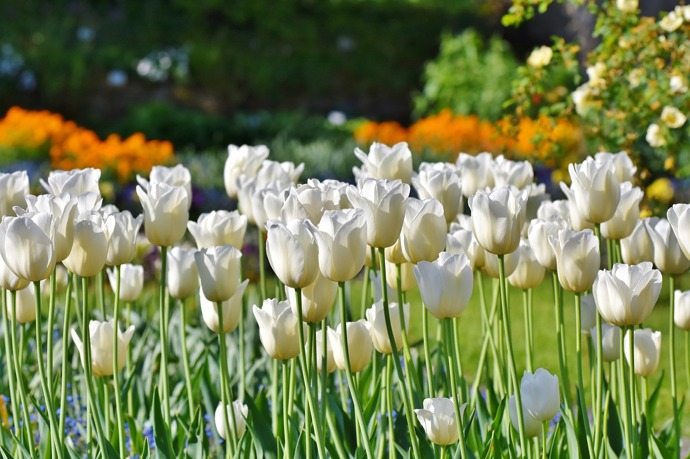 Tulipány.
Tulipány.