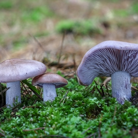 Čirůvka fialová patří mezi jedlé houby, které rostou až do nástupu mrazů.
