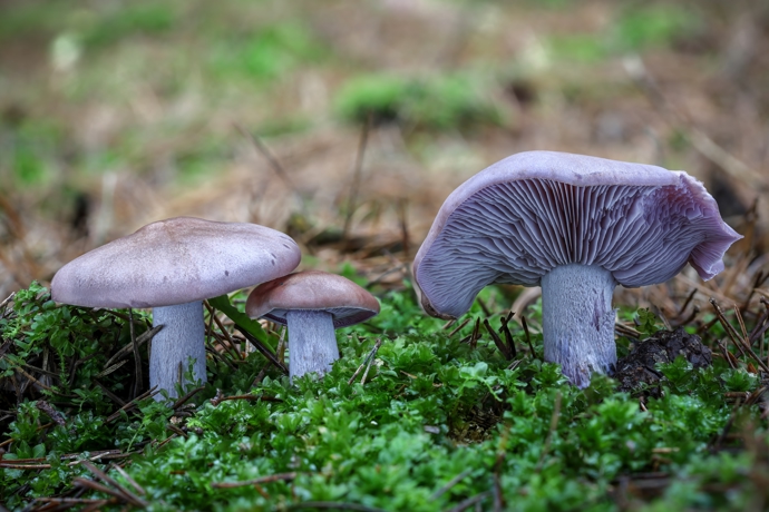 Čirůvka fialová patří mezi jedlé houby, které rostou až do nástupu mrazů.
Čirůvka fialová patří mezi jedlé houby, které rostou až do nástupu mrazů.