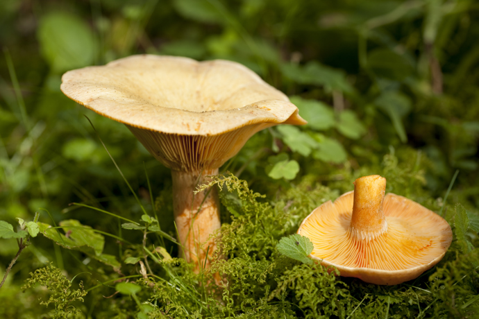 Ryzec smrkový, který roste výhradně pod smrky. Je také jedlý, ale o něco méně chutný než ryzec pravý (borový).
Ryzec smrkový, který roste výhradně pod smrky. Je také jedlý, ale o něco méně chutný než ryzec pravý (borový).