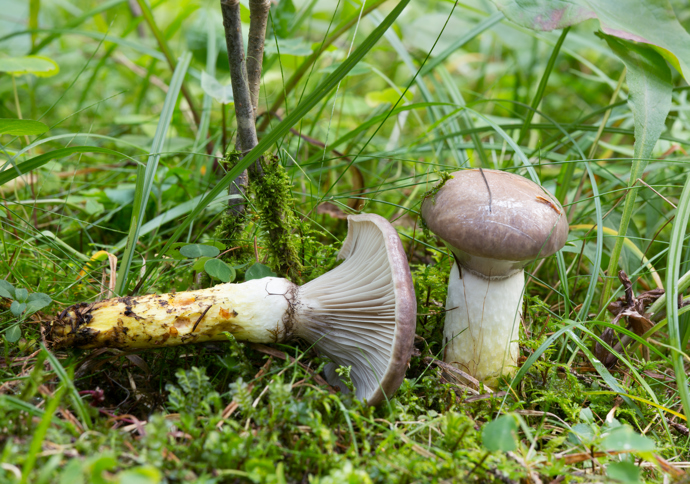 Slizák mazlavý. Pro svůj vzhled neprávem opomíjený a zároveň téměř nezaměnitelný.
Slizák mazlavý. Pro svůj vzhled neprávem opomíjený a zároveň téměř nezaměnitelný.