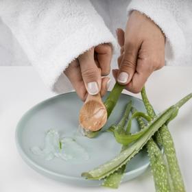 Aloe vera je známá svými léčivými vlastnostmi, a to včetně schopnosti zesvětlovat pigmentaci.
