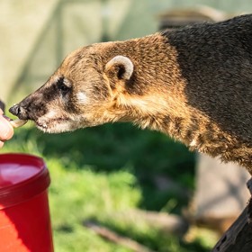 V zoologické zahradě v Táboře je možné stát se na pár hodin opravdovým ošetřovatelem.
