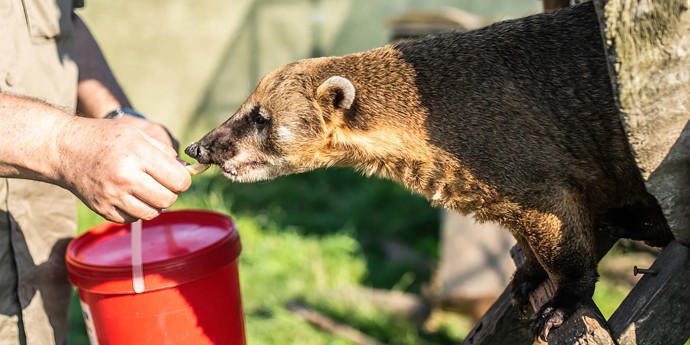V zoologické zahradě v Táboře je možné stát se na pár hodin opravdovým ošetřovatelem.
V zoologické zahradě v Táboře je možné stát se na pár hodin opravdovým ošetřovatelem.