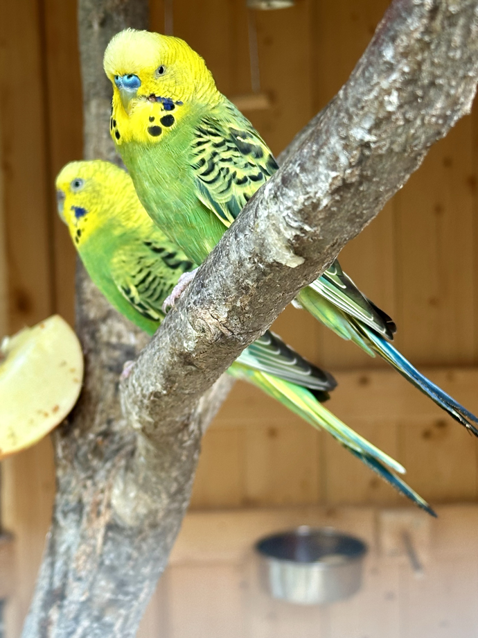 Ornitologické akce jsou oblíbenými průvodními programy v teplické Botanické zahradě.
Ornitologické akce jsou oblíbenými průvodními programy v teplické Botanické zahradě.