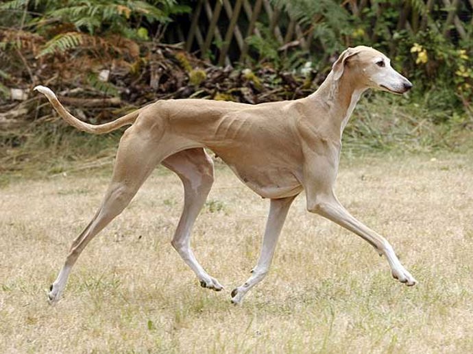 Elegantní a štíhlý africký chrt, původem z Mali. Má geneticky přizpůsobenou srst a kůži na přežití v extrémním pouštním klimatu. Jaké plemeno je na fotce?
