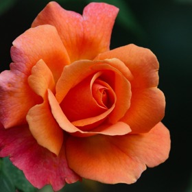 Oranžová: Ohnivá, vášnivá, spontánní
Oranžová: Ohnivá, vášnivá, spontánní