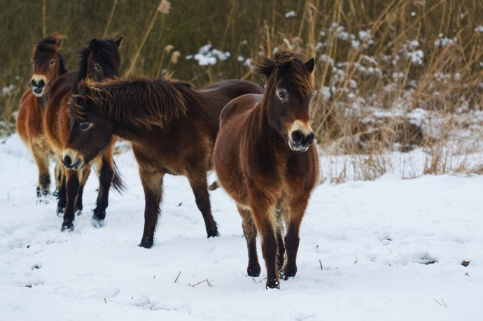 Exmoorští pony na Mnišských loukách
Exmoorští pony na Mnišských loukách