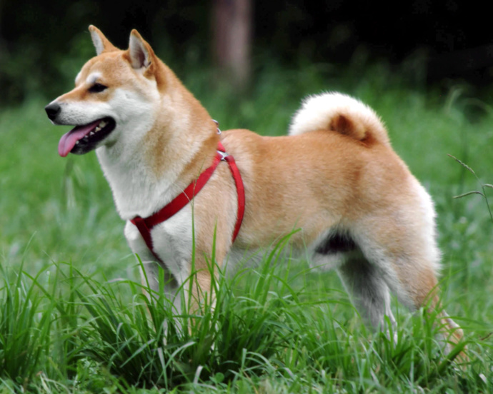 Tradiční japonské plemeno, které je známé svou nezávislostí a připomíná malou lišku. Má specifický „shiba-křik“, který vydává, když je rozrušený nebo nadšený. Poznáte psa na fotce?
