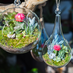 Miniaturní sukulenty v zavěšených otevřených florariích
