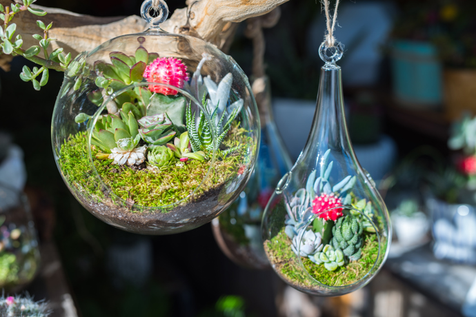 Miniaturní sukulenty v zavěšených otevřených florariích
Miniaturní sukulenty v zavěšených otevřených florariích