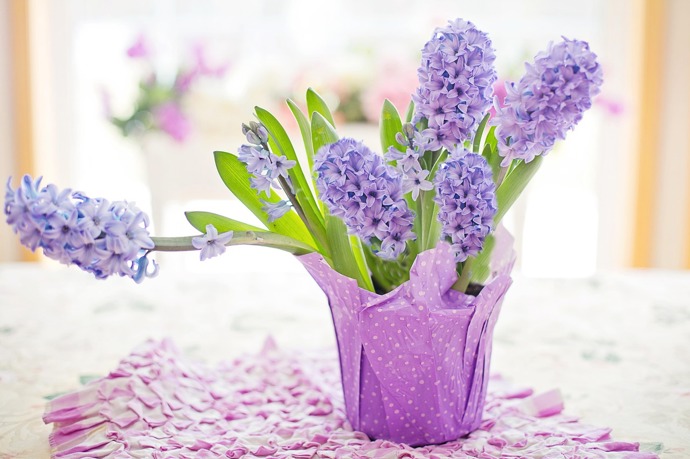 Ať už hyacinty necháte kvést v květináči, ponoříte do skleněné nádoby s vodou nebo jim dopřejete nevšední kabátek z vosku či mechu, vždy dodají vašemu domovu svěží atmosféru. 
