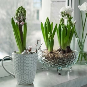 Ať už hyacinty necháte kvést v květináči, ponoříte do skleněné nádoby s vodou nebo jim dopřejete nevšední kabátek z vosku či mechu, vždy dodají vašemu domovu svěží atmosféru. 
