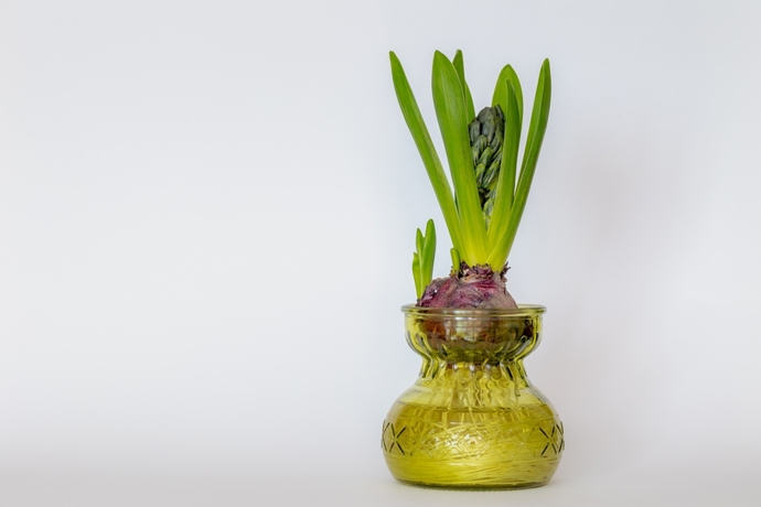 Ať už hyacinty necháte kvést v květináči, ponoříte do skleněné nádoby s vodou nebo jim dopřejete nevšední kabátek z vosku či mechu, vždy dodají vašemu domovu svěží atmosféru. 
