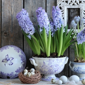 Ať už hyacinty necháte kvést v květináči, ponoříte do skleněné nádoby s vodou nebo jim dopřejete nevšední kabátek z vosku či mechu, vždy dodají vašemu domovu svěží atmosféru. 
