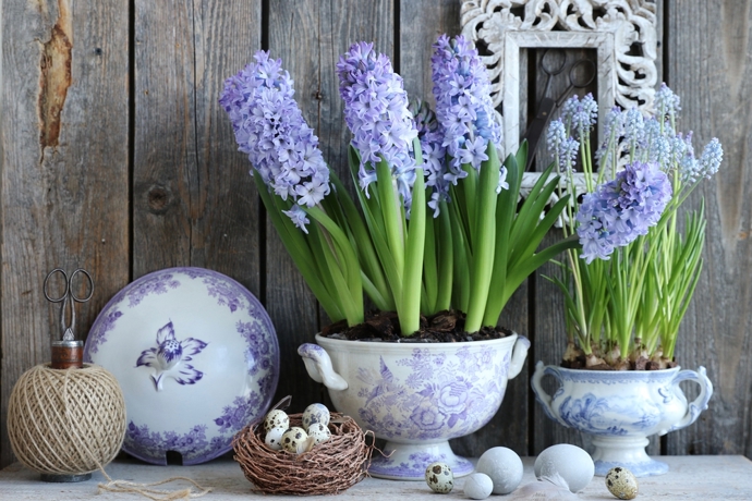 Ať už hyacinty necháte kvést v květináči, ponoříte do skleněné nádoby s vodou nebo jim dopřejete nevšední kabátek z vosku či mechu, vždy dodají vašemu domovu svěží atmosféru. 

