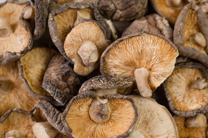 Nejvyšší obsah vitaminu D2 byl zaznamenán v sušených houbách Jidášovo ucho 637 µg/100 g sušiny (= 44,6 µg/100 g čerstvé houby) a Shitake 267 µg/100 g sušiny (= 18,7 µg/100 g čerstvé houby).
