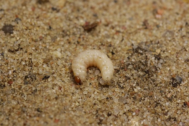 Larva nosatce
