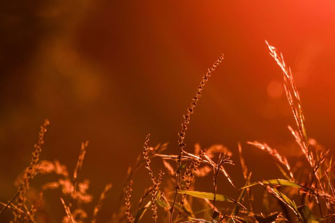 Slunovrat je oslava radosti, světla, plnosti a vnitřního rozkvětu i v nás samotných
