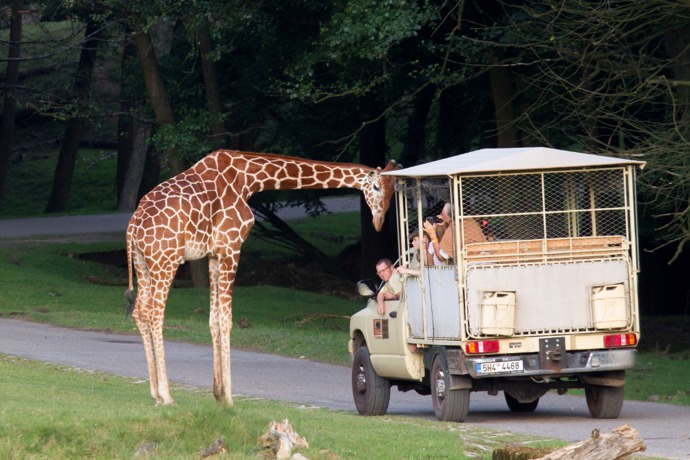 Safari park
Safari park
