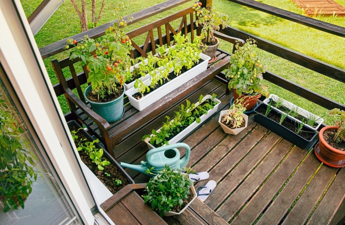 Ať už jste začátečník nebo zkušený pěstitel, červen je skvělým měsícem pro oživení balkonu. Stačí vybrat vhodné rostlinky podle toho, jaké podmínky váš balkon nabízí. Současně s tím ale myslete na dostatečnou péči. Balkonové rostliny v létě rychle vysychají. Zalévejte nejlépe ráno nebo večer. Bylinky a kvetoucí rostliny ocení pravidelnou dávku živin. Nezapomeňte také pravidelně zastřihávat, aby rostlinky rostly hustě a bohatě kvetly. I rostliny, které mají raději stín, potřebují pro svůj zdravý růst alespoň trochu světla.
Ať už jste začátečník nebo zkušený pěstitel, červen je skvělým měsícem pro oživení balkonu. Stačí vybrat vhodné rostlinky podle toho, jaké podmínky váš balkon nabízí. Současně s tím ale myslete na dostatečnou péči. Balkonové rostliny v létě rychle vysychají. Zalévejte nejlépe ráno nebo večer. Bylinky a kvetoucí rostliny ocení pravidelnou dávku živin. Nezapomeňte také pravidelně zastřihávat, aby rostlinky rostly hustě a bohatě kvetly. I rostliny, které mají raději stín, potřebují pro svůj zdravý růst alespoň trochu světla.