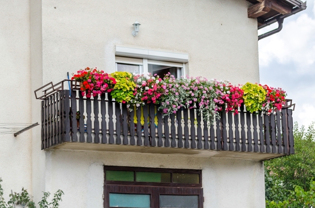 Co zasadit v červnu na balkon
Co zasadit v červnu na balkon