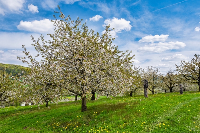 Třešně nejsou jen sladké ovoce, ale i bohatý zdroj vitaminu C, draslíku a antioxidantů, které podporují imunitu a chrání buňky před stresem.
