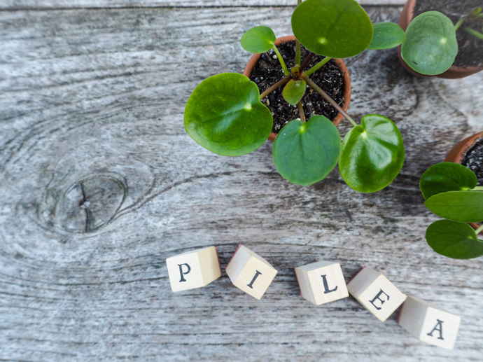 Pro její dokonalé kulaté listy připomínající penízky nebo palačinky je někdy označovaná jako palačinková rostlina (Chinese moeny plant).
Pro její dokonalé kulaté listy připomínající penízky nebo palačinky je někdy označovaná jako palačinková rostlina (Chinese moeny plant).