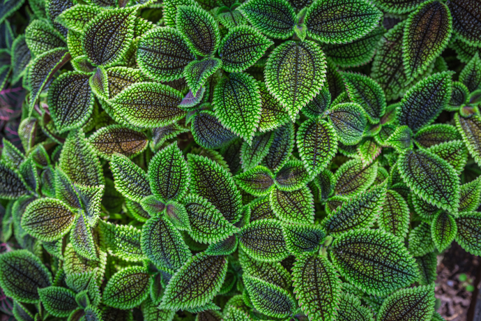 Pilea byla poprvé objevena Georgem Forrestem v roce 1906, pak znovu v roce 1910 v horách v oblasti Cang, ale posléze byla na čas úplně zapomenuta. Až v roce 1945 ji znovuobjevil norský misionář Agnar Edpegren v provincii Jün-nan.
Pilea byla poprvé objevena Georgem Forrestem v roce 1906, pak znovu v roce 1910 v horách v oblasti Cang, ale posléze byla na čas úplně zapomenuta. Až v roce 1945 ji znovuobjevil norský misionář Agnar Edpegren v provincii Jün-nan.