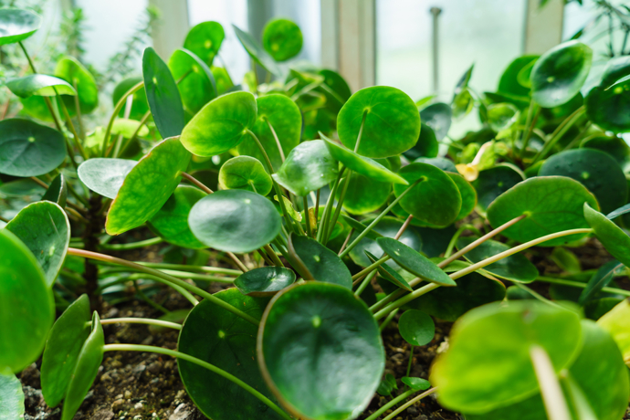 Pilea peperomioides (pilea pepřincová) patří mezi stálezelené rostliny z čeledi kopřivovitých. Pochází z provincie Yunnan v jižní Číně.
Pilea peperomioides (pilea pepřincová) patří mezi stálezelené rostliny z čeledi kopřivovitých. Pochází z provincie Yunnan v jižní Číně.