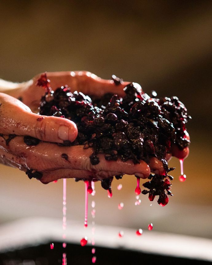 Vinobraní a sklizeň je čas hojnosti, poděkování a rituálů
