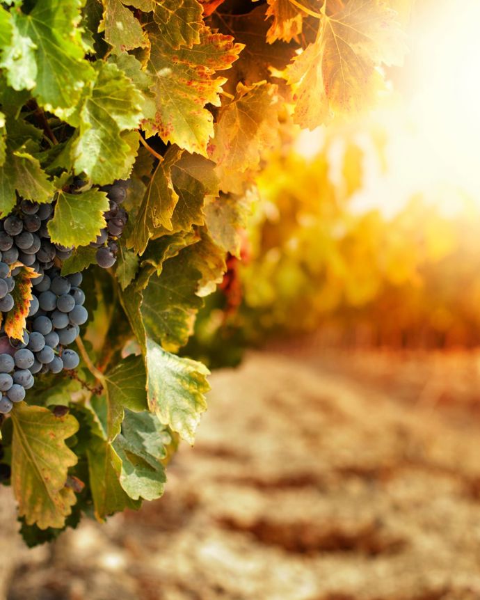 Vinobraní a sklizeň je čas hojnosti, poděkování a rituálů
