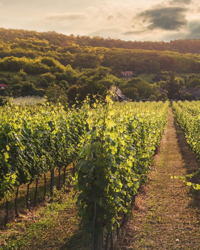 Vinobraní a sklizeň je čas hojnosti, poděkování a rituálů
