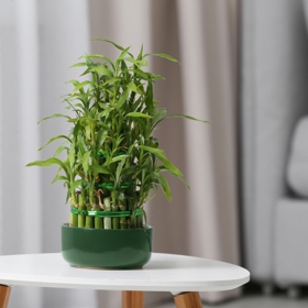 Dracéna je symbolem harmonické energie, růstu a adaptability. Tradice feng shui doporučuje pěstovat jej ve vodě, což má posilovat proudění pozitivní energie v prostoru. I bez ohledu na tradice ale jeho svěží zelená barva a nenáročnost zlepší náladu každému.
Dracéna je symbolem harmonické energie, růstu a adaptability. Tradice feng shui doporučuje pěstovat jej ve vodě, což má posilovat proudění pozitivní energie v prostoru. I bez ohledu na tradice ale jeho svěží zelená barva a nenáročnost zlepší náladu každému.